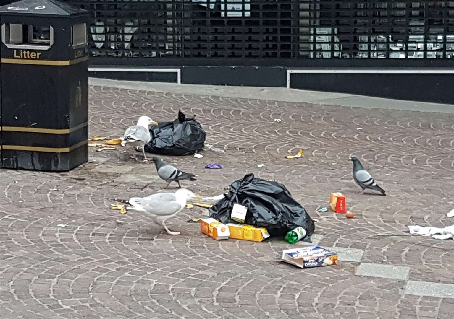 Seagulls feast on people's leftovers