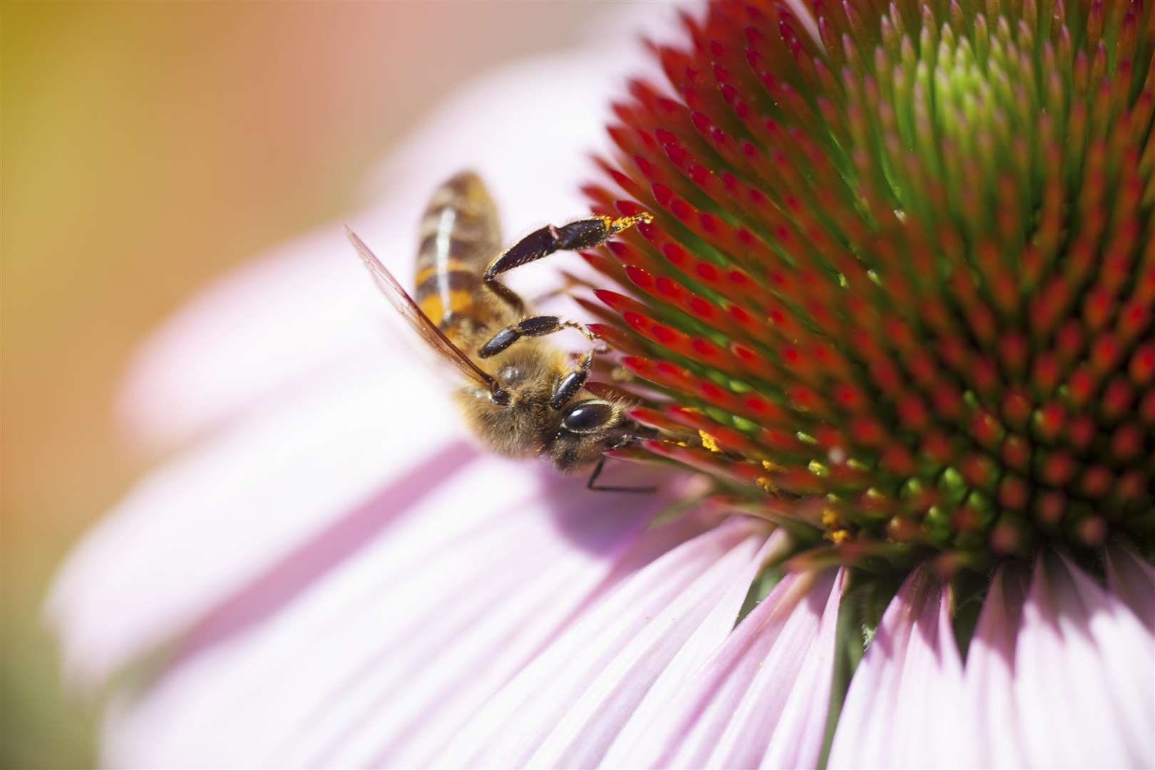 Honeybee. Stock image.