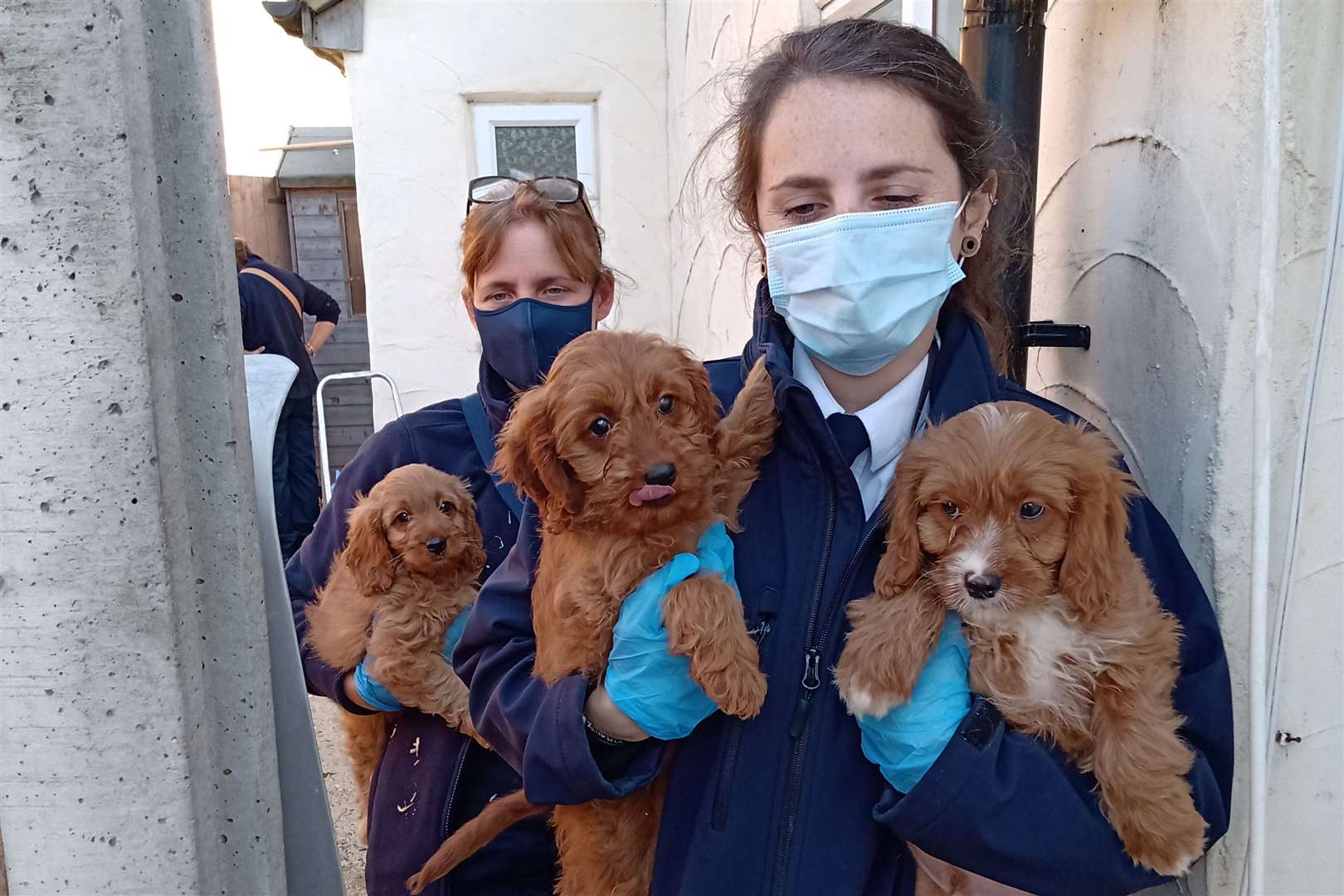 A puppy farming gang have been jailed after they pocketed £500k for selling sick dogs. Picture: RSPCA
