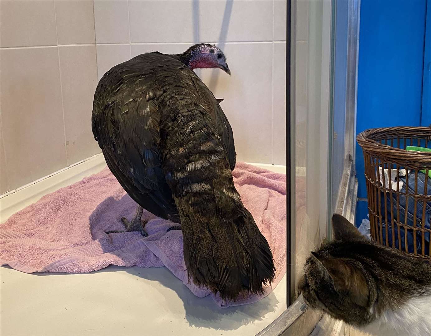 A turkey has made a shower cubicle its home. Picture: Picture: Billy Thompson
