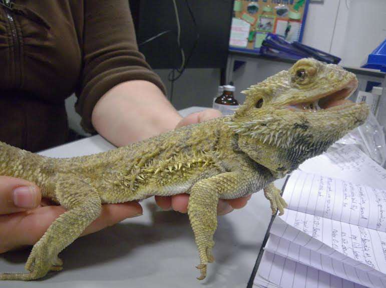 A number of reptiles - including Chinese water dragons, pictured, were discovered in a terrible state of health in a Maidstone pet shop. Picture: RSPCA