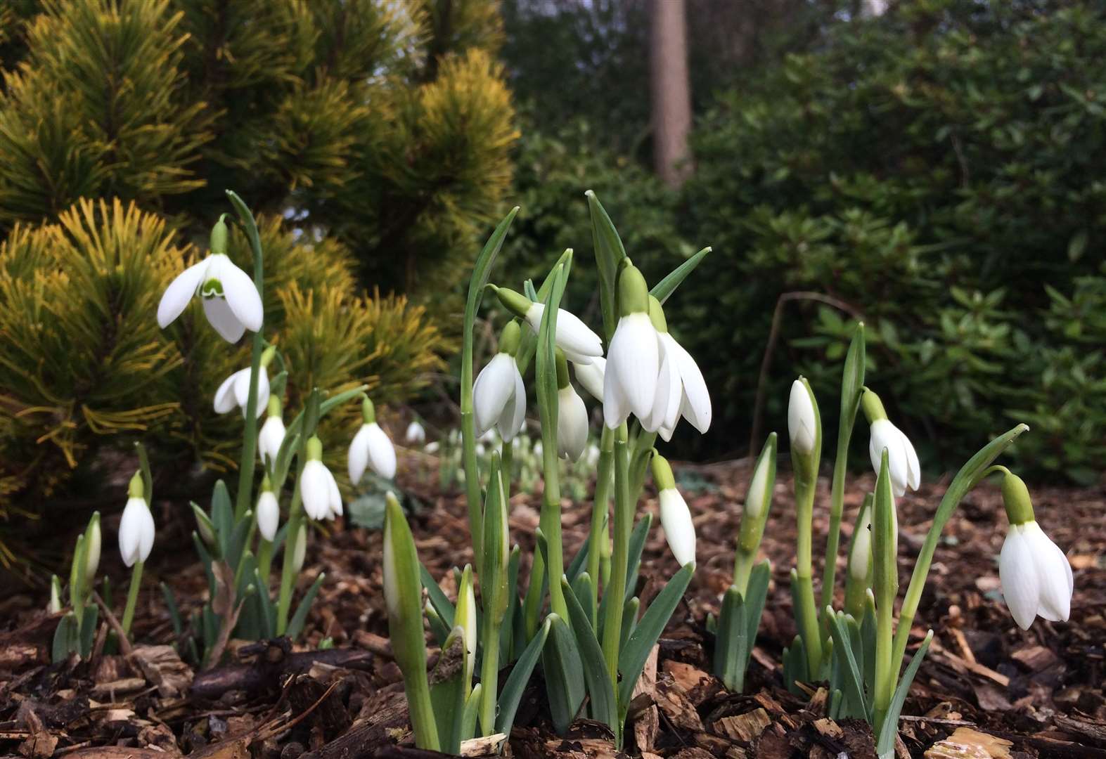 Snowdrops at Great Comp Garden
