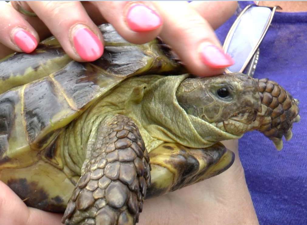 The 20-year-old tortoise was helped by vets