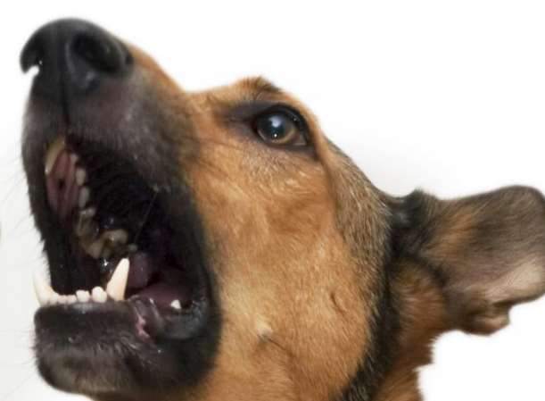 Police recorded more than 11 incidents of dogs attacking humans last year. Stock image