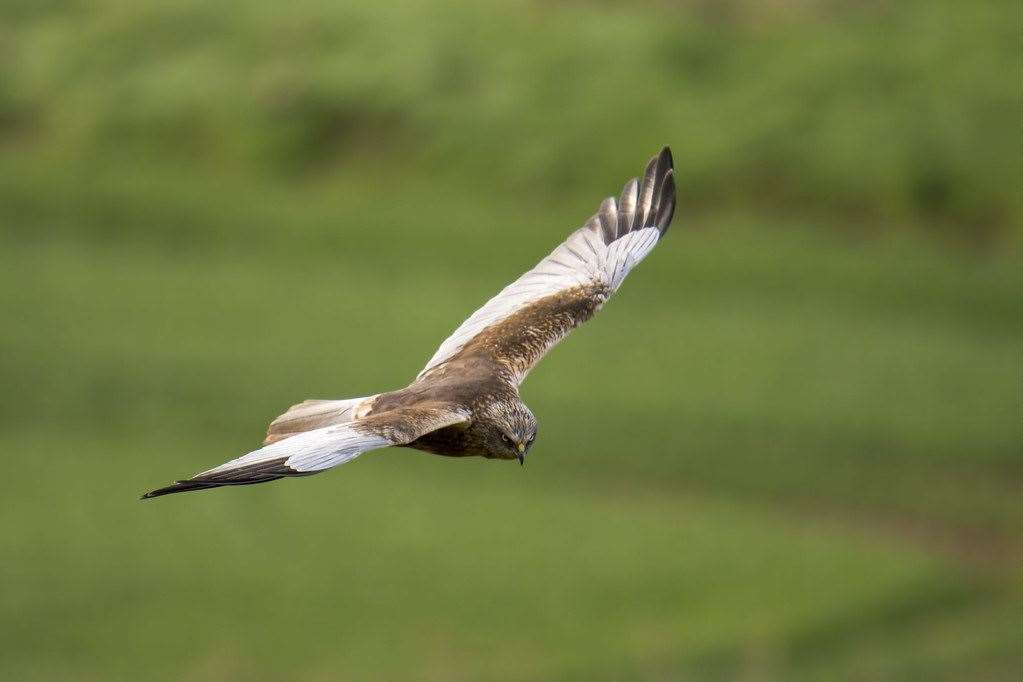 Marsh harriers are spotted at the site