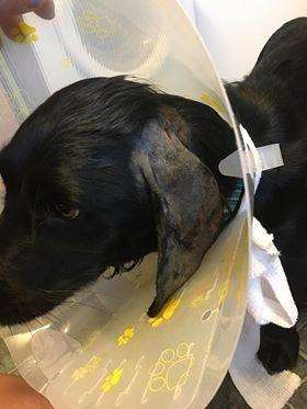 Bailey the one year old Spaniel had to get treatment following the attack (2783188)