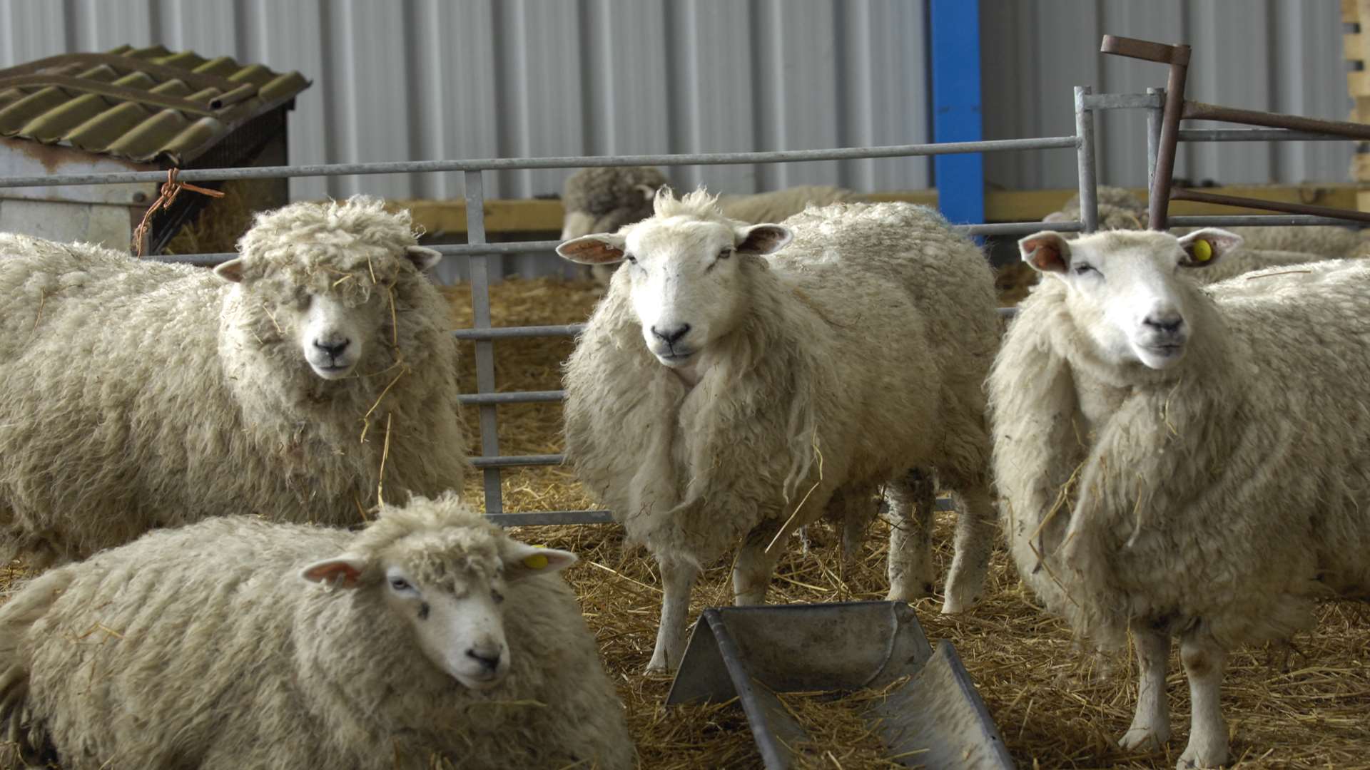 Local sheep: Library image
