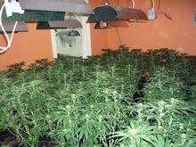 More cannabis plants found inside the Rose St building, Rochester