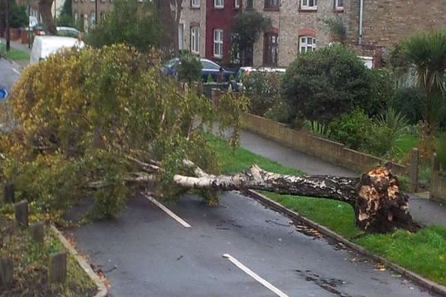 An uprooted tree in Ames Road, Swanscombe