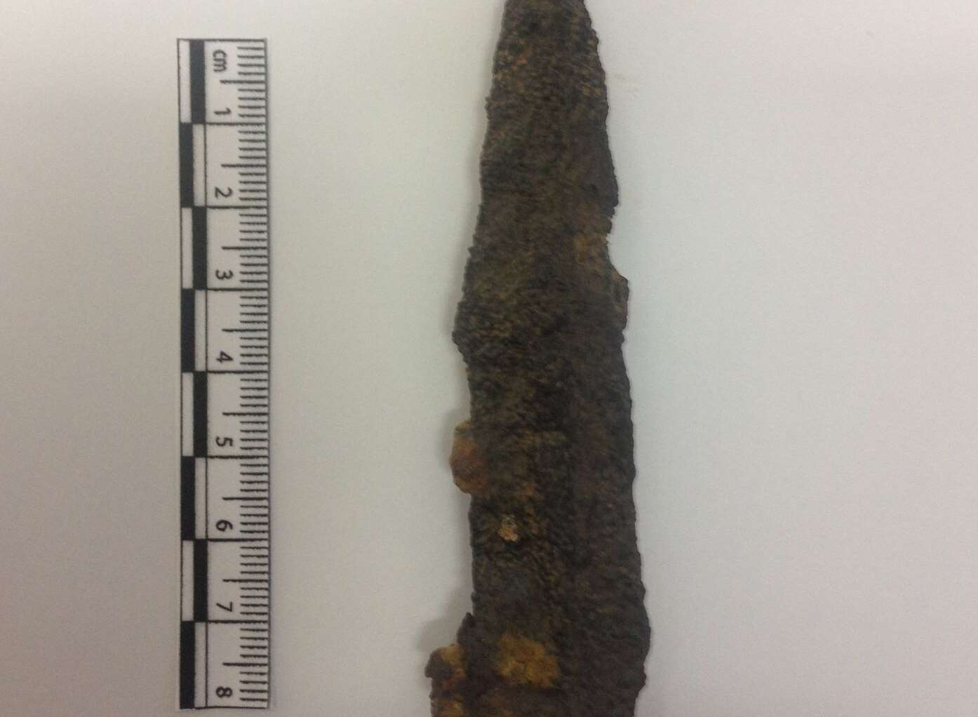 An iron shank discovered at Ebbsleet. Picture: SWNS