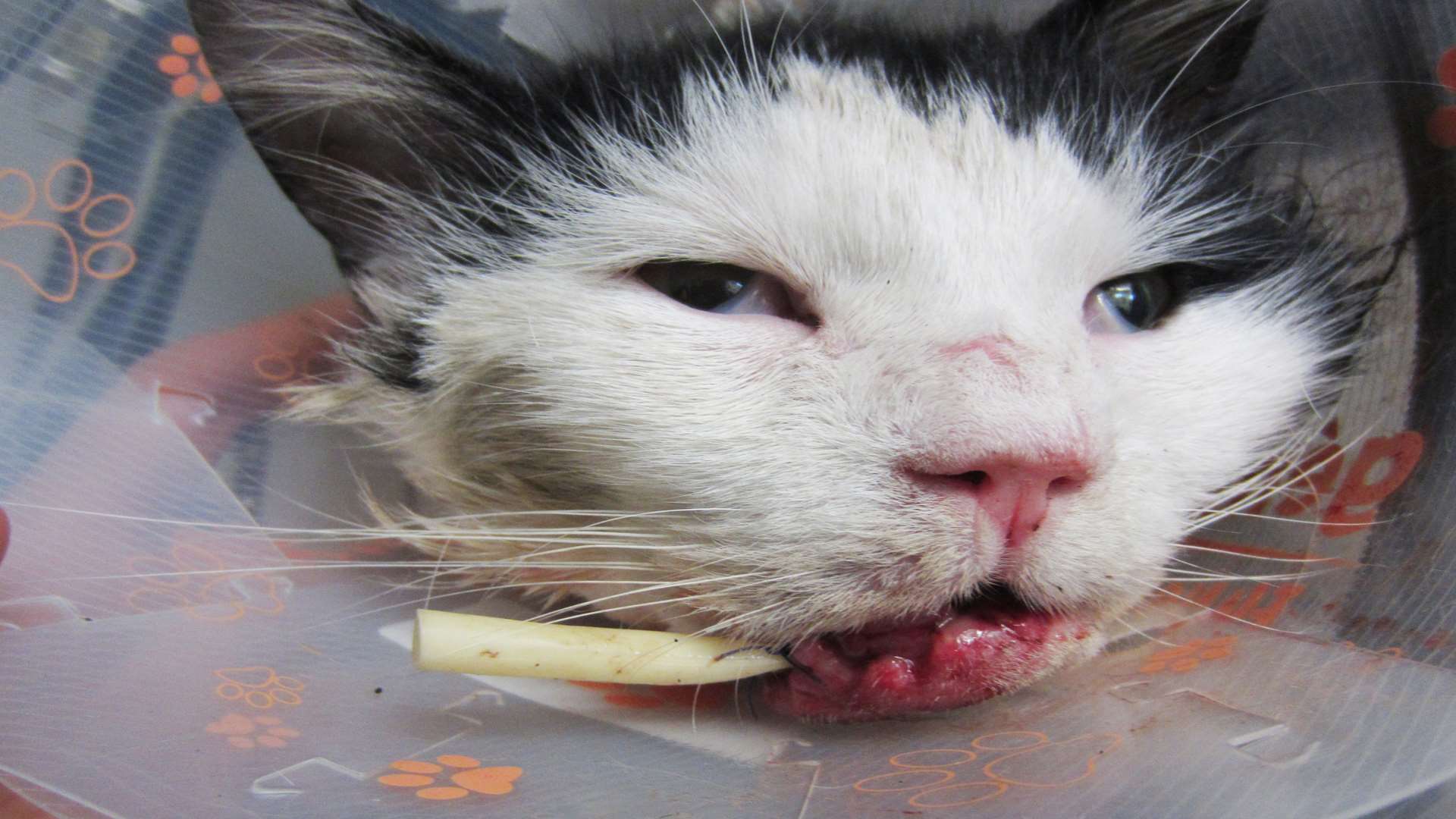 Oliver the badly injured cat after surgery