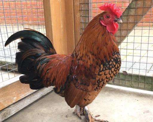 The cockerel has been named Harris. Picture: RSPCA (6778408)