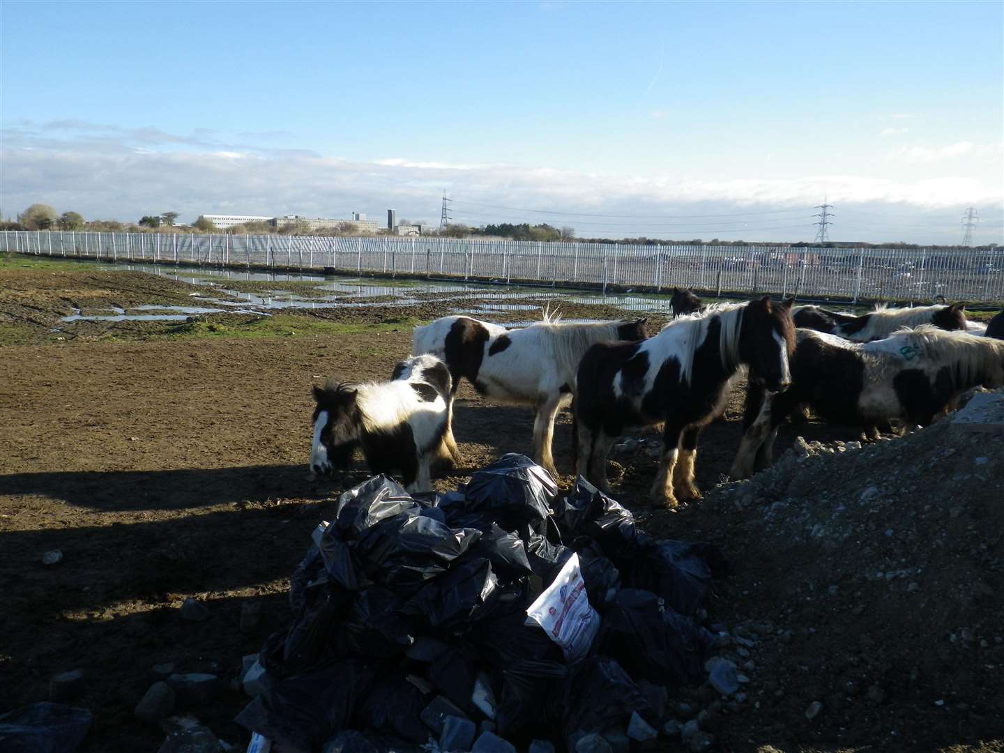 Horses were seized from the Gravesend field last February and March (3177500)