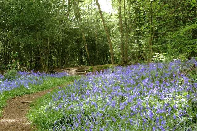 The Friends of Barnett’s Wood have received almost £10,000 from the Big Lottery Fund ‘Awards for All’ scheme