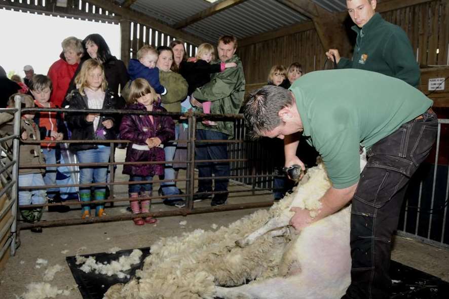 A sheep shearing demonstration at Farming World