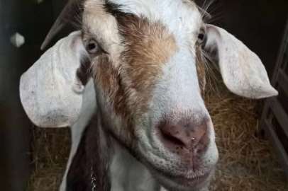 The rescued goat