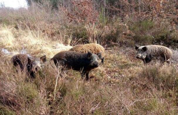 Iron Age pigs, a hybrid between a wild boar and a domestic pig, enjoying their new home at Blean