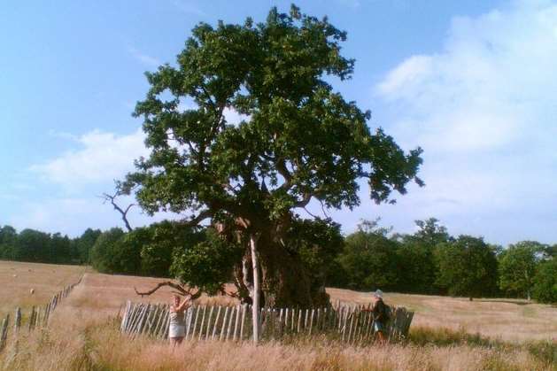 The oak tree in better days. Picture: Sally