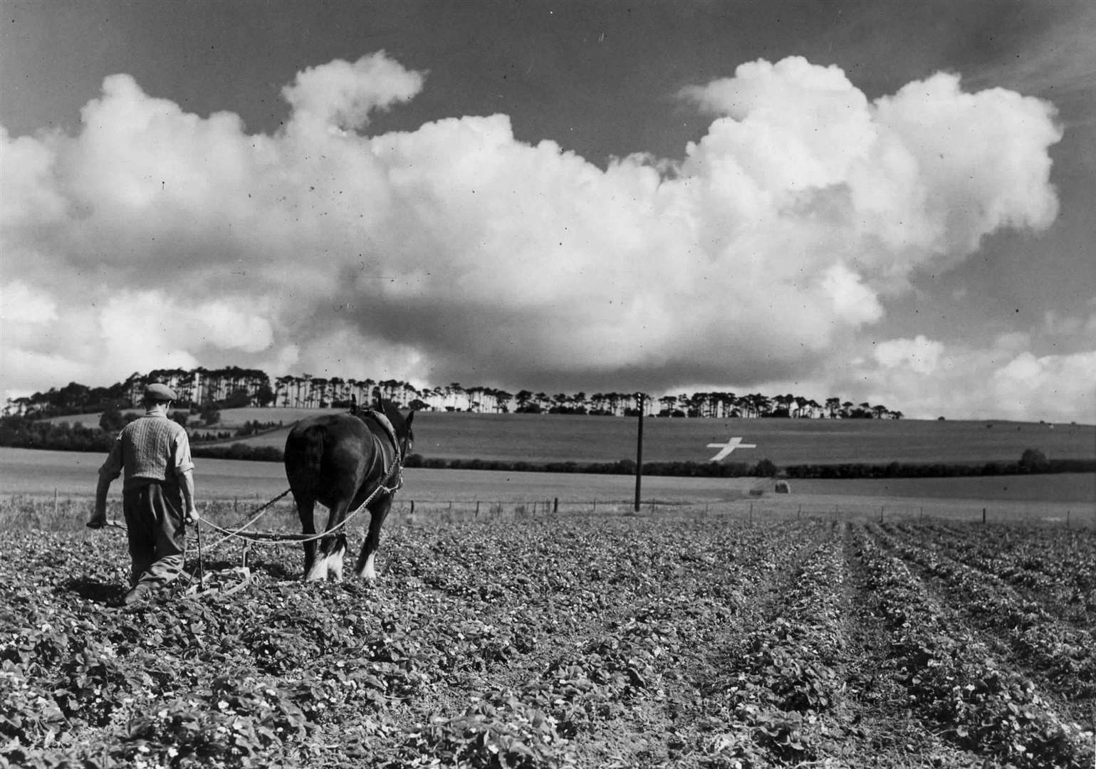 Loosening the soil around the strawberries under the giant hillside cross at Lenham in June 1946. Picture: John Topham