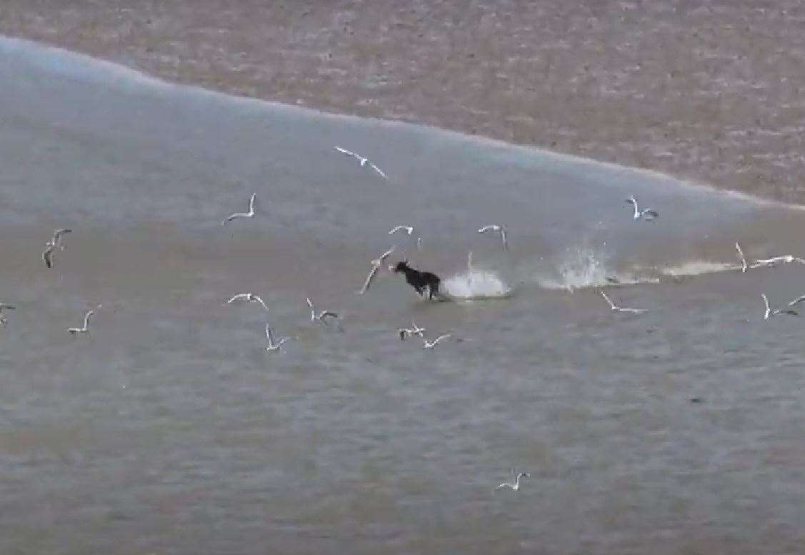 The dog was seen chasing the birds in a protected area. Picture: Kent Wildlife Trust