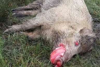 Is this an albino wild boar that was found dead on the road near Hamstreet?