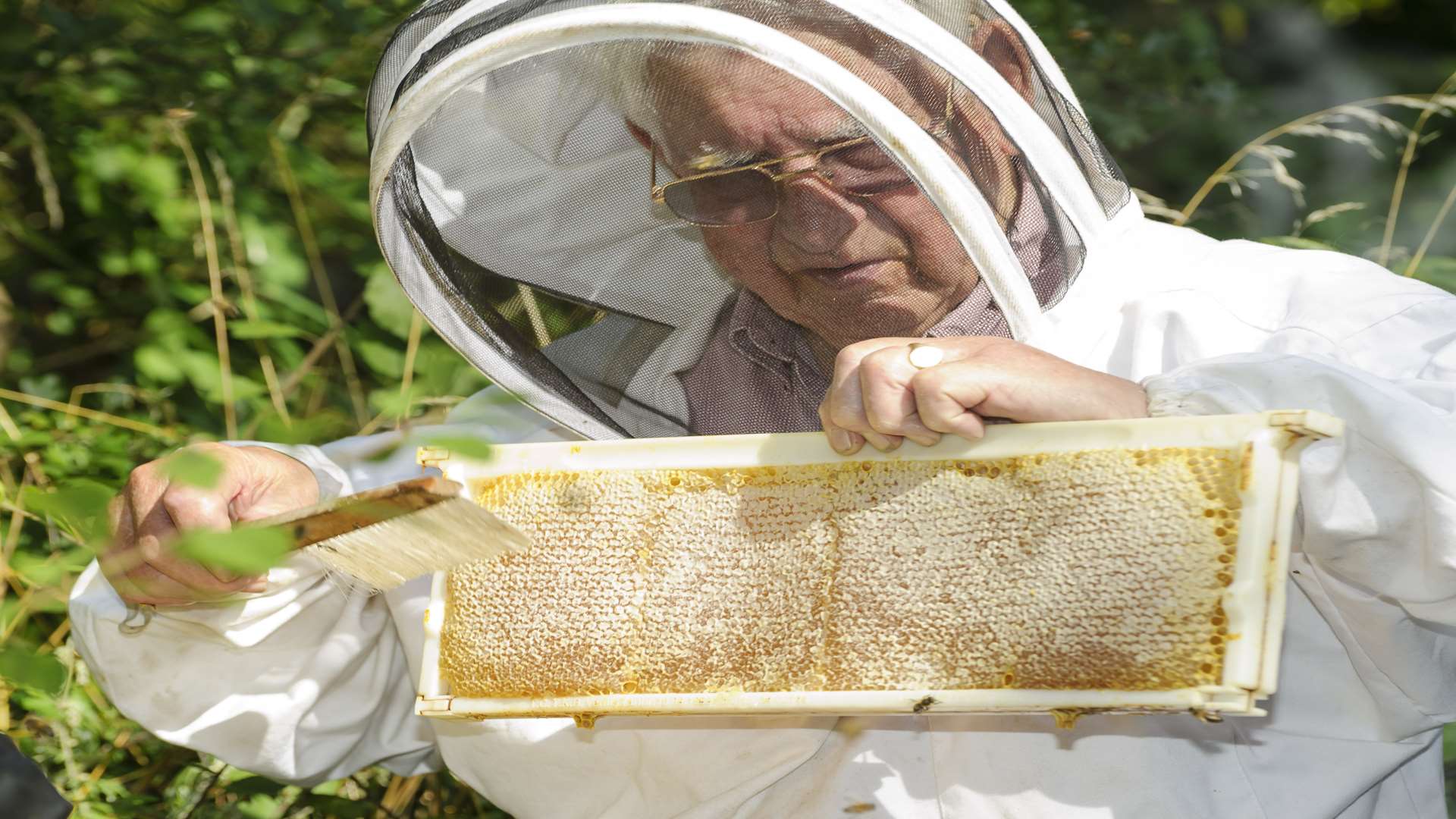 William Mundy opens up a suitable hive and begins extracting the combs.