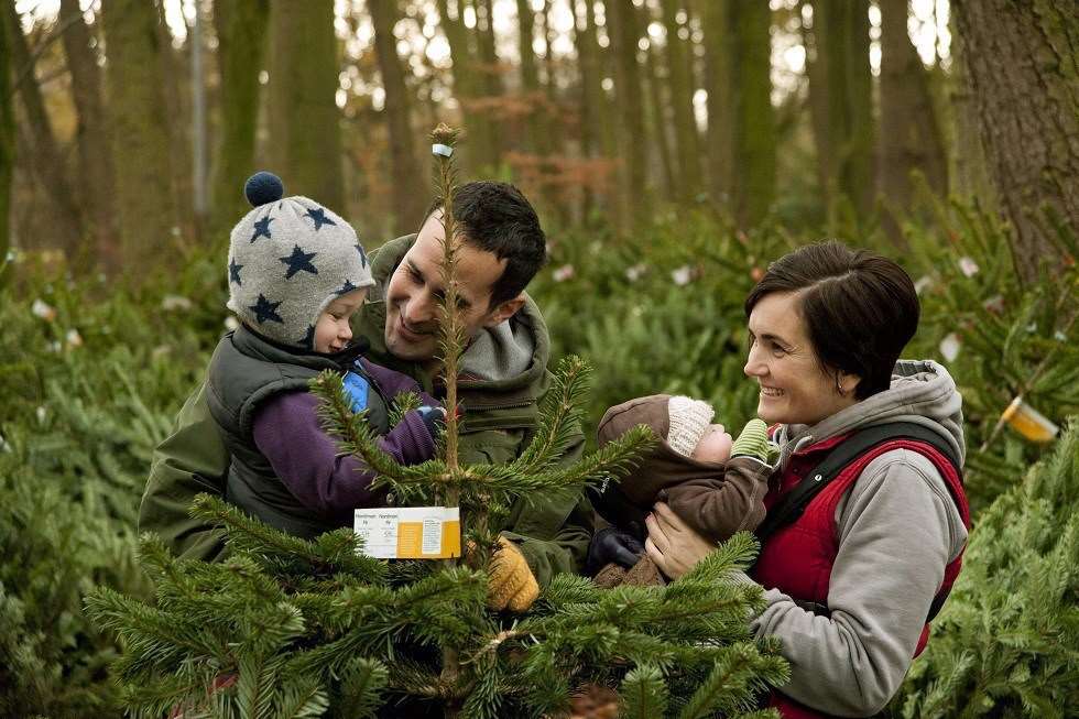 Choose a Christmas tree with the Forestry Commission and a free baby sapling