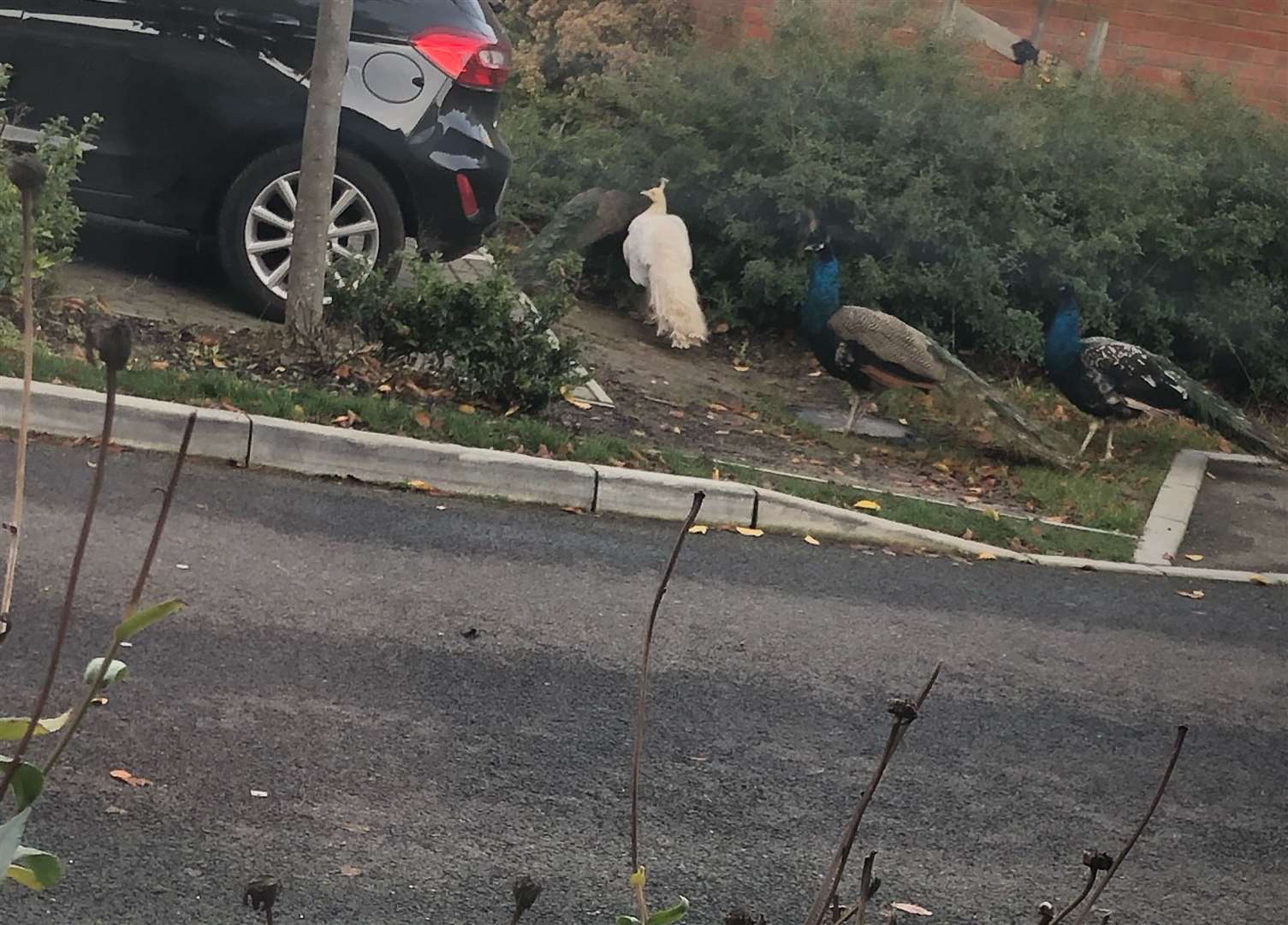 One of the birds seen by Sholden residents is white Picture: Emma Kulahci