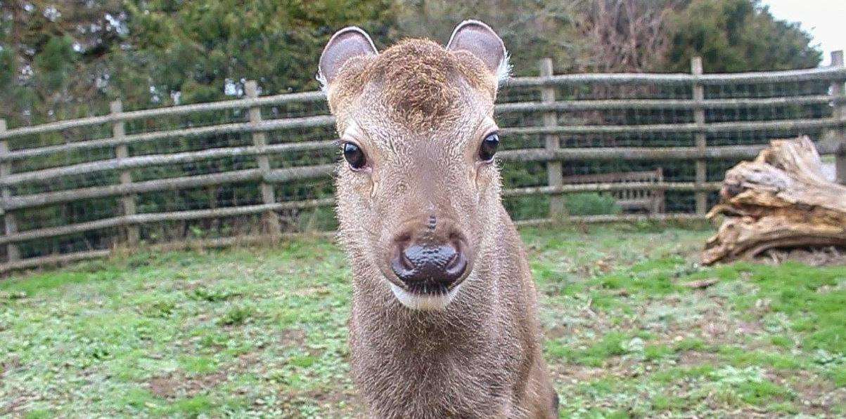 The Sambar Fawn at Port Lympne. Picture: Aspinall Foundation