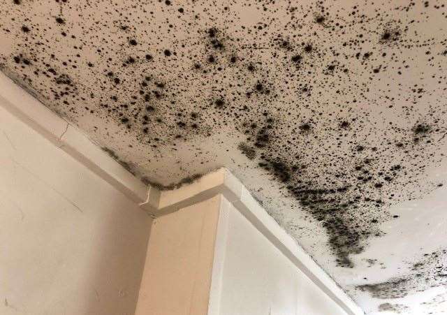 The mould on the ceiling of the gents’ toilets is well-established and extensive