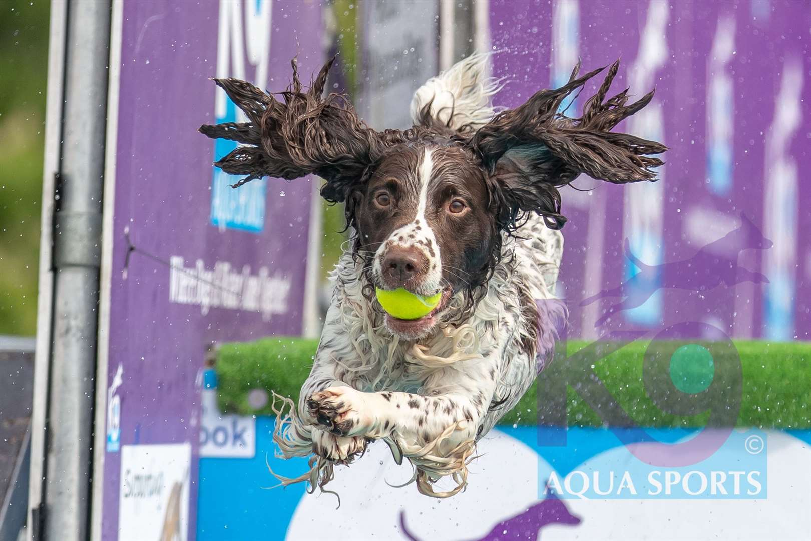 Dogs can take part in competitions, activities, games and more. Picture: Paws in the Park