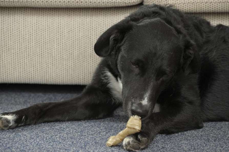 Rescued dog Alen enjoys a chew at his home in Brompton