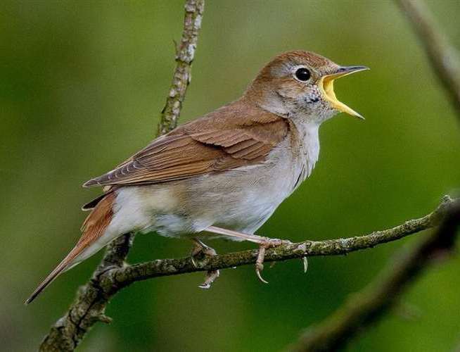 The area is covered by a SSSI as it is a habitat for the protected nightingale. Library picture: Roger Wilmshurst