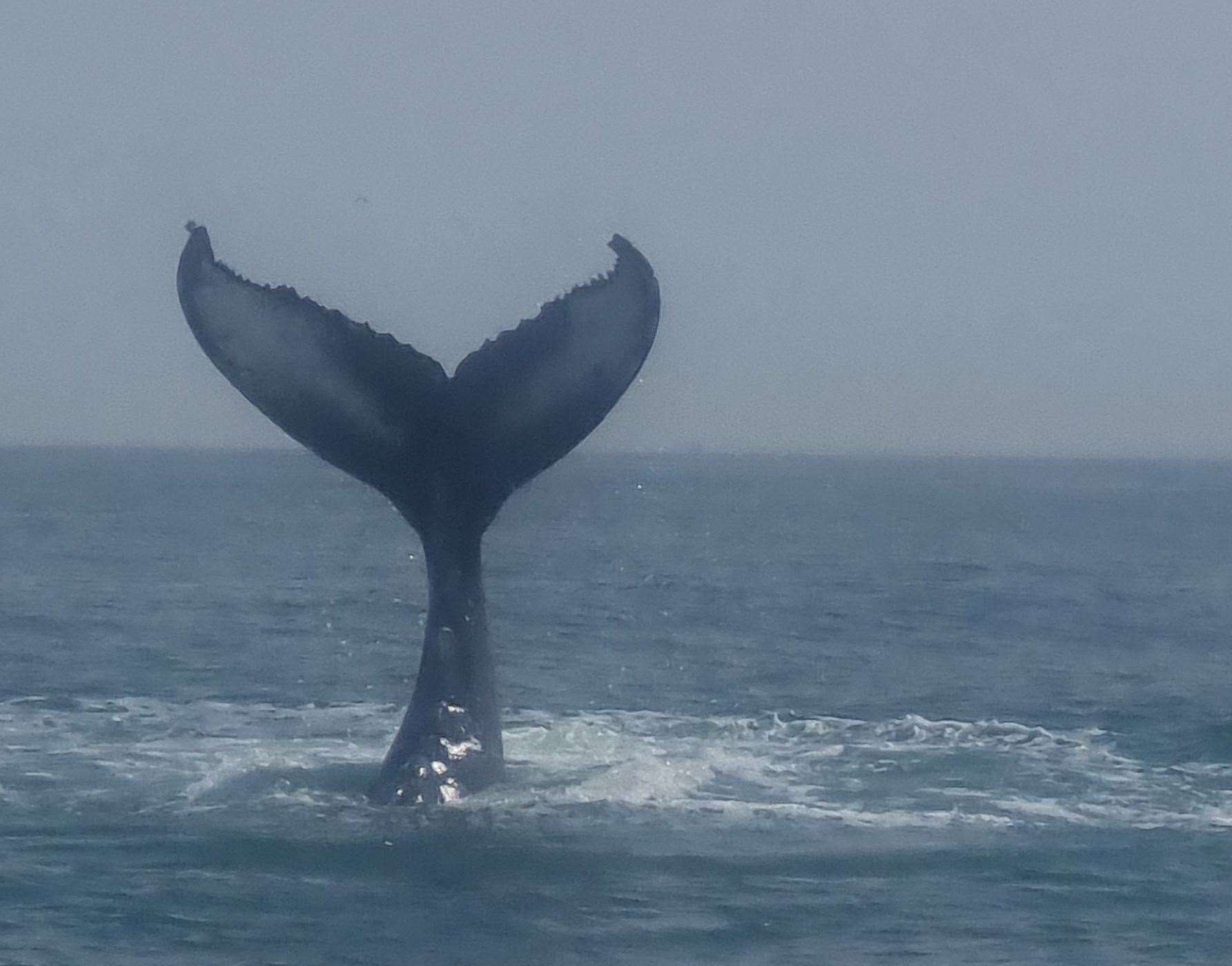 A whale spotted in the English Channel near Dover. Picture: Thomas Packman