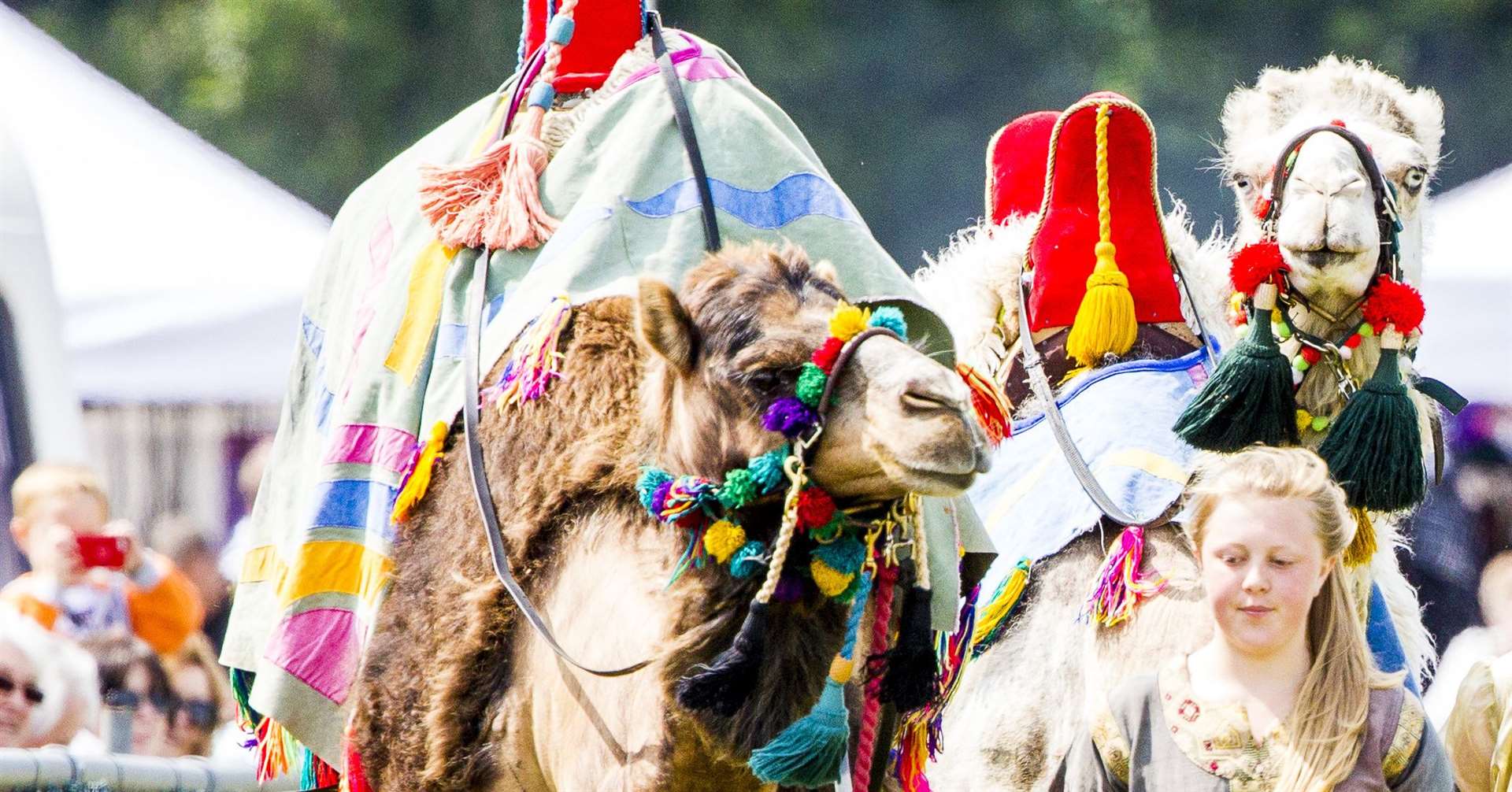 Racing camels are coming to the Kent County Show next summer