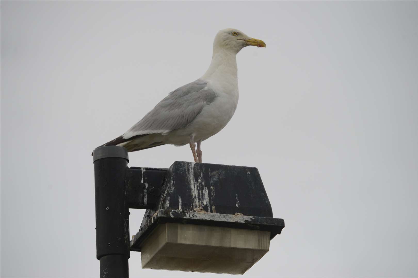 One of the gull's parents stands guard on a light on the top of the car park