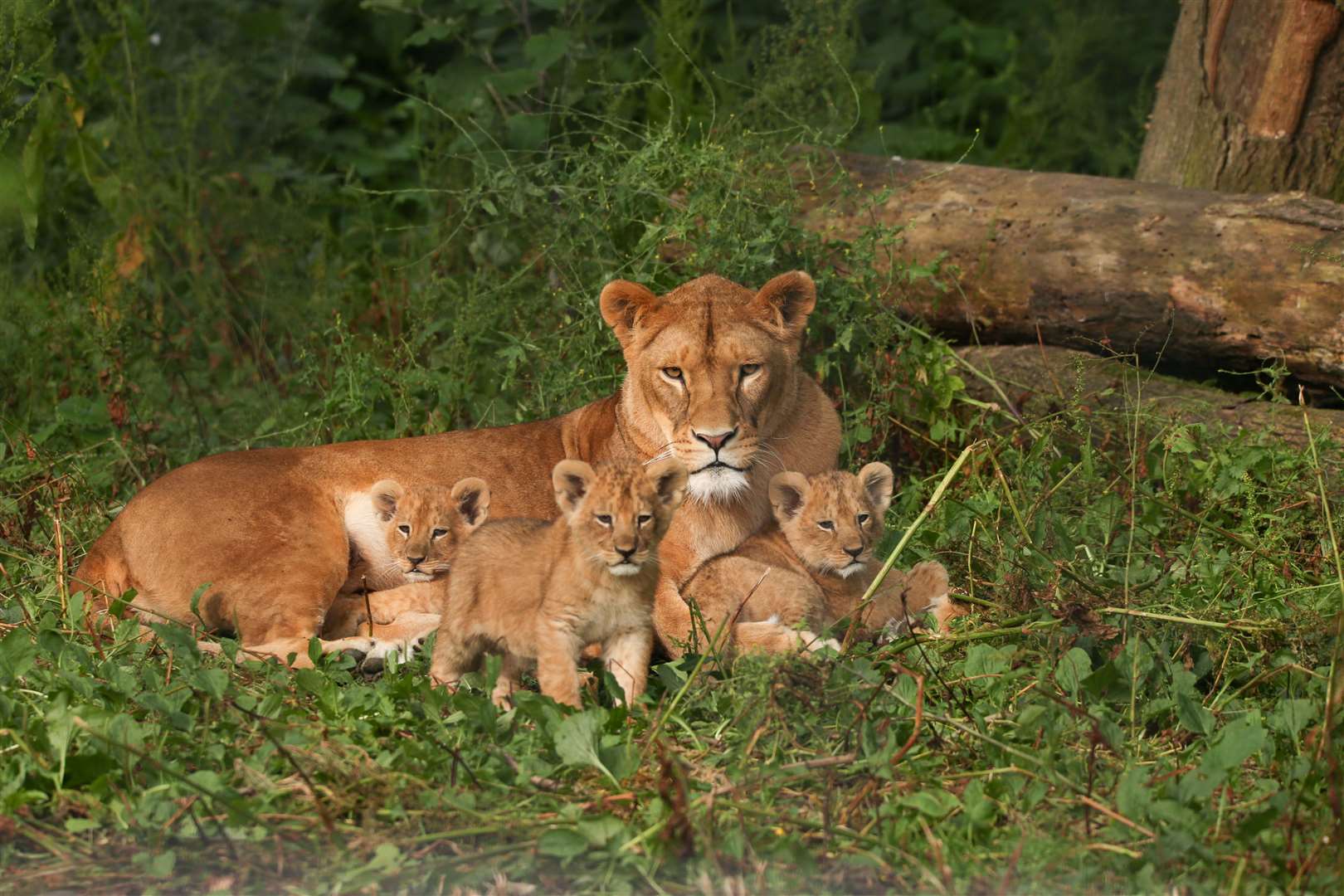 Oudrika with her previous litter, born in 2019. Picture: Port Lympne