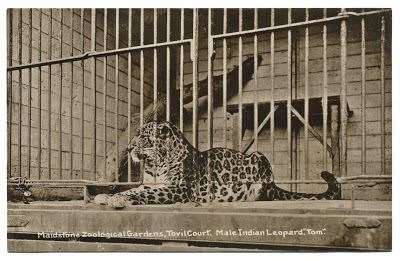 Tom the Leopard at Tovil Court in 1914