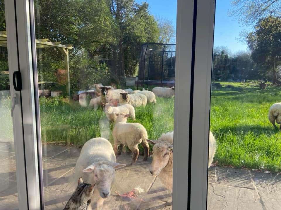 The family woke up to find around 10 sheep wandering their garden. Picture: Diane Fisher