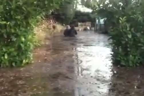 People wade up to their waists in water at the secret gardens