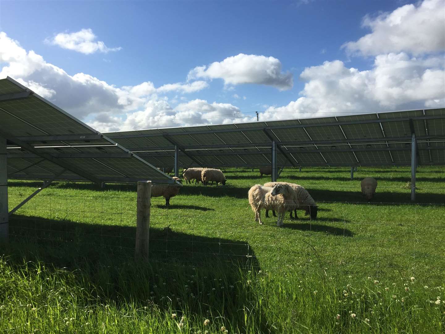 Sheep grazing among solar panels - stock pic