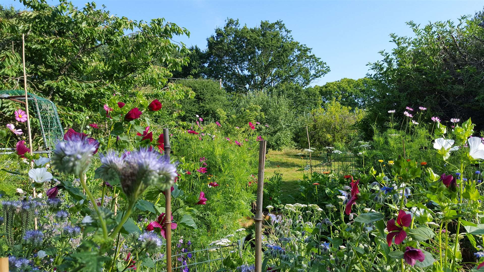 Shelley Sishton wild flower garden in Tonbridge - appeared on The Farmers' Country Showdown BBC (6456979)