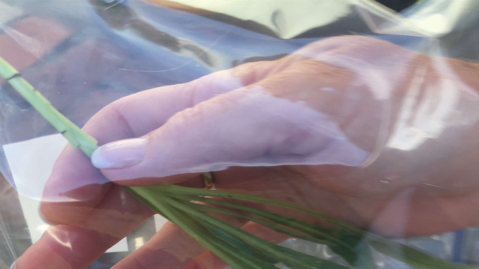 Place cuttings in a plastic bag