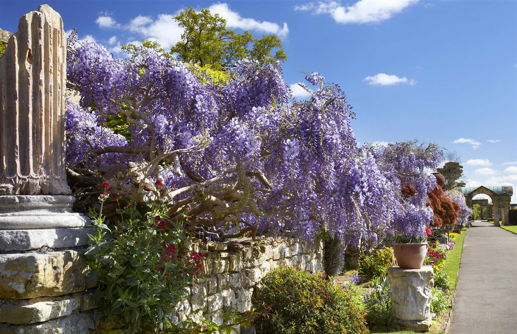 Wisteria 'Black Dragon' with its long plumes of flowers on the Pompeiian Wall
