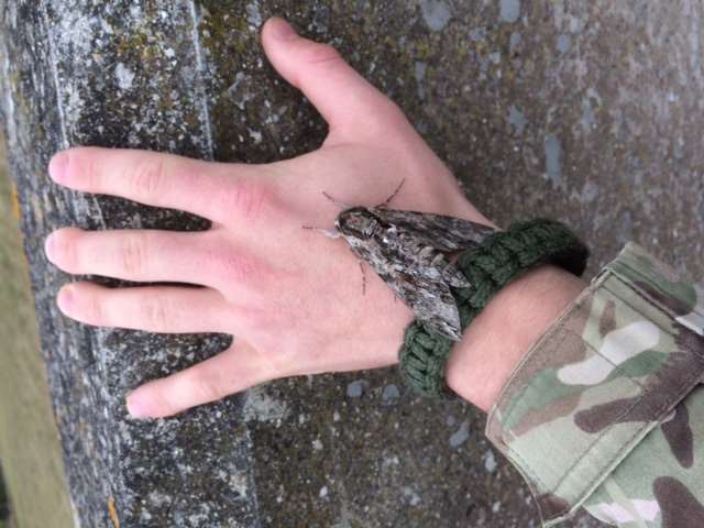 The giant moth's size in comparison to a human hand