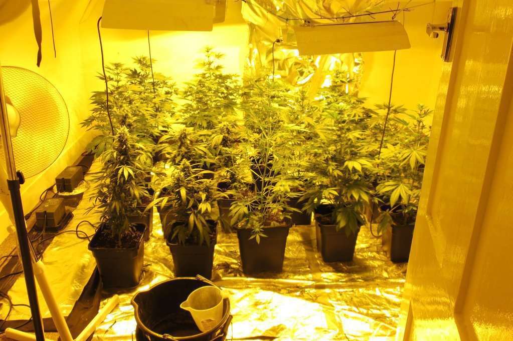 Some of the cannabis plants found in a police raid at Dover Road, Folkestone.