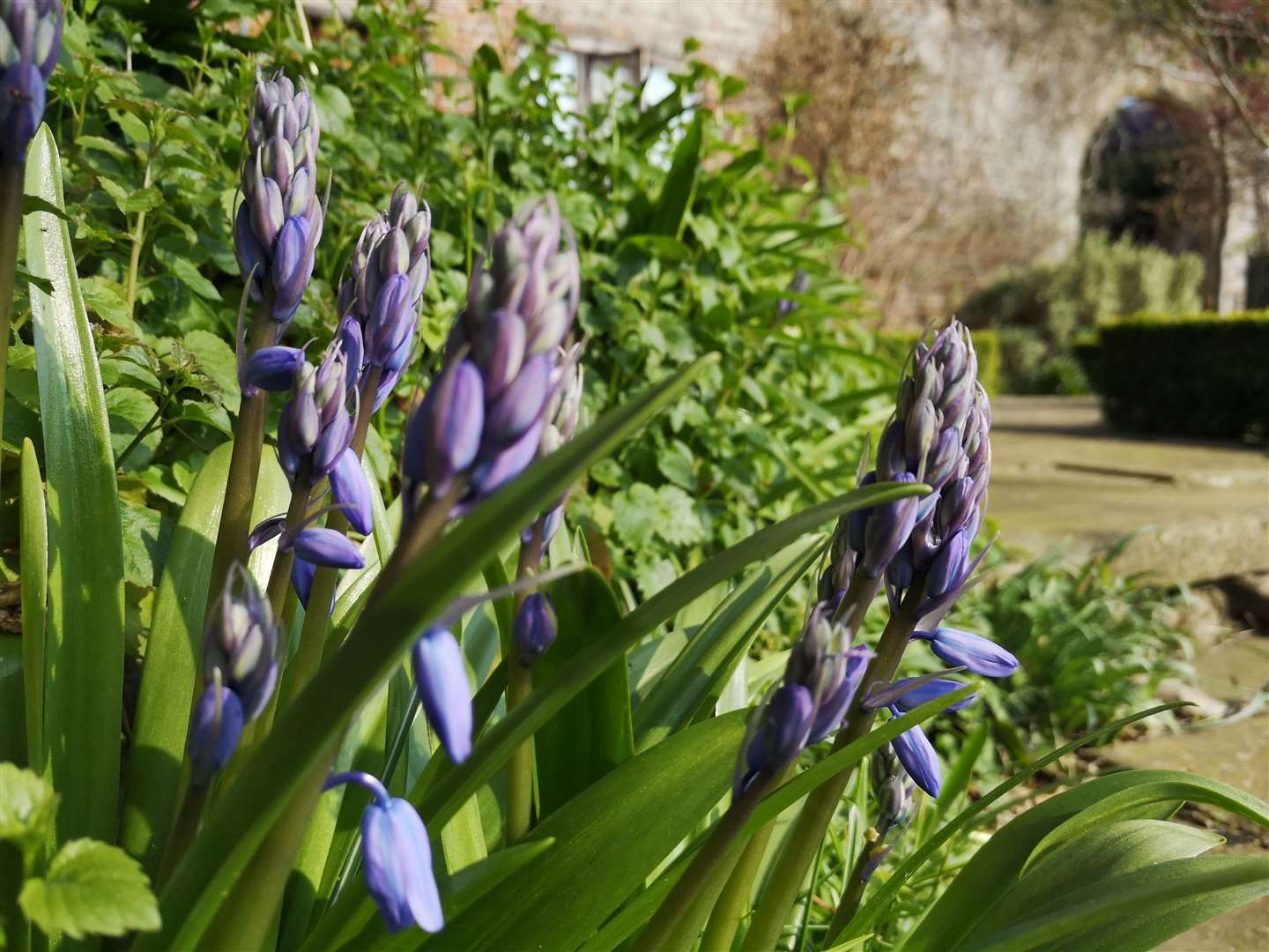 Visitors to Penshurst Place this spring might see a bluebell or two. Picture: Penshurst Place