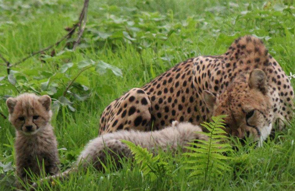 Port Lympne are asking for names for their new cheetah cubs. Picture: Matthew Brewer