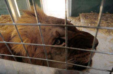 Brutus, one of two new male lions at Wingham Wildlife Park.