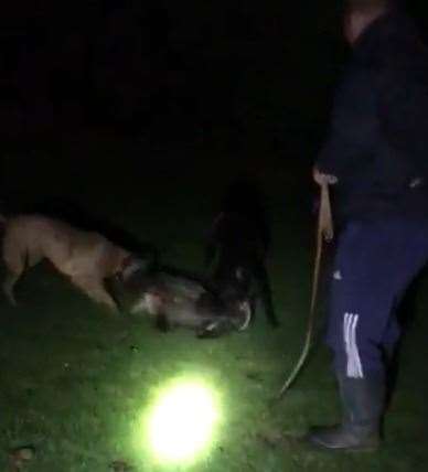 Videos shared by Noble on WhatsApp shows two dogs mauling a badger. Picture: RSPCA
